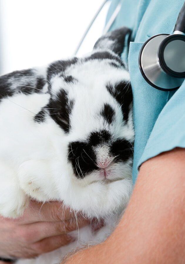 exotic-veterinarian Vet Holding Bunny