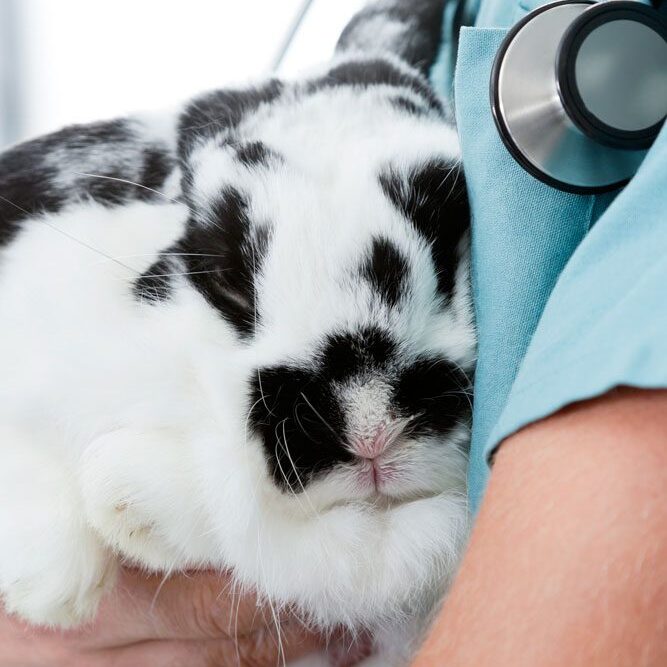 exotic-veterinarian Vet Holding Bunny