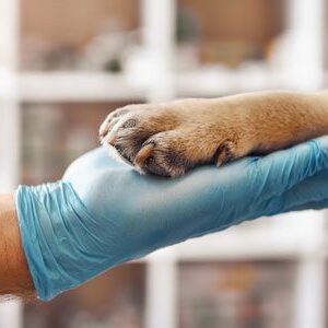 Vet Holding Dog Vet Holding Dogs Paw